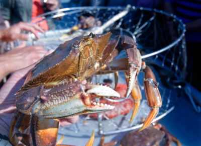 Crabbing Season in Puget Sound